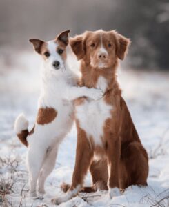 Pawsome Friends