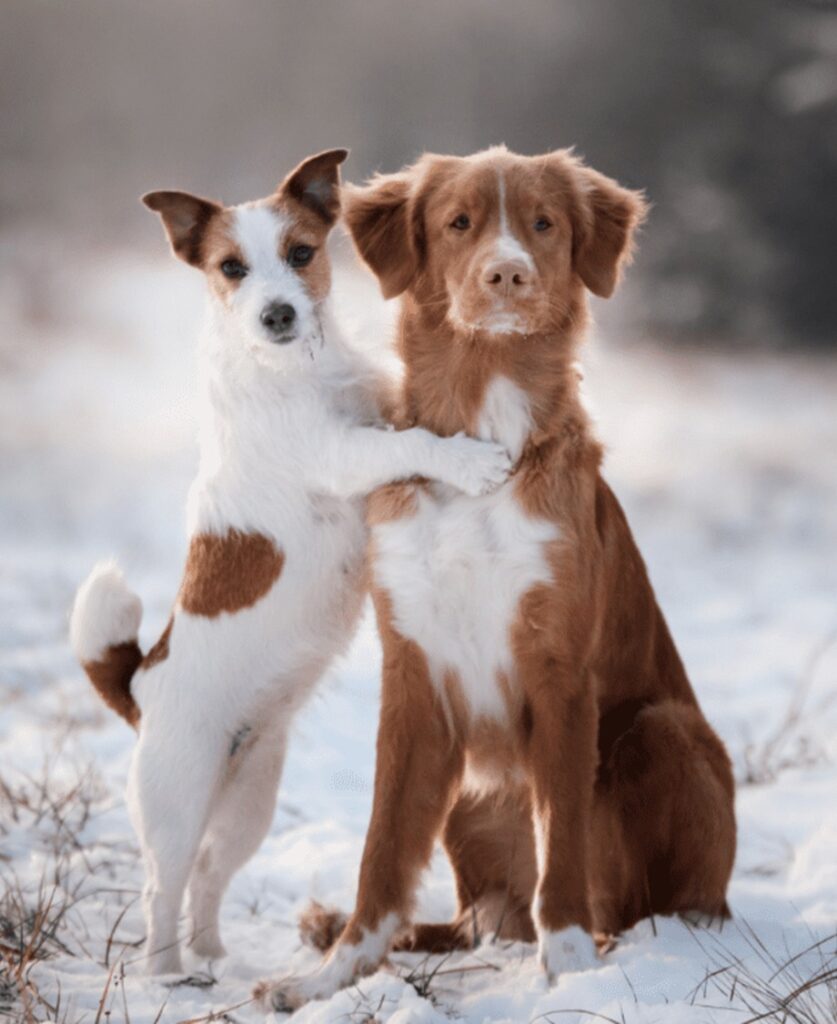 Pawsome Friends